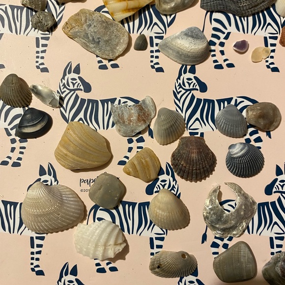 Assorted Seashell Collection - Picture 4 of 9